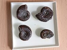 Ammoniten gebraucht kaufen  Sprendlingen