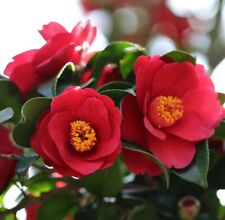Camellia jap. doctor for sale  IPSWICH