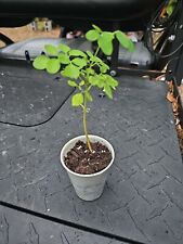 Moringa rooted live for sale  Englewood