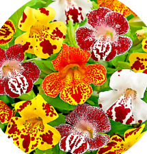 Monkey flower mimulus for sale  READING