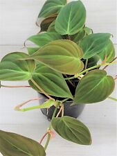 Philodendron micans live for sale  Reseda