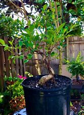 Tigerwood ficus bonsai for sale  Bonita Springs
