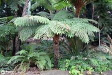 Rough tree fern for sale  Shipping to United Kingdom