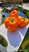 Estudio de pimiento naranja - dulce delicioso productivo 10 semillas | semillas, usado segunda mano  Embacar hacia Mexico
