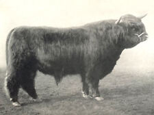 Highland bull. seanalair for sale  LONDON