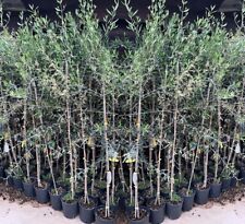 Olivi frantoio pianta usato  Bettona