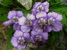 Geranium lavender pinwheels. for sale  UK