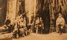 Redwoods muir woods for sale  Patten