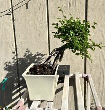 Chinese elm bonsai. for sale  Brentwood