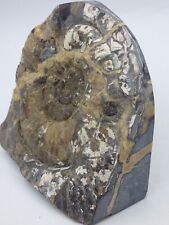 Large fossil ammonite for sale  CIRENCESTER