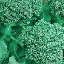 Broccoli seeds non for sale  Minneapolis
