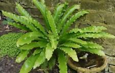 Fern plant hart for sale  NORTHWICH