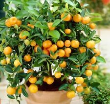 Calamondin orange tree for sale  Campti