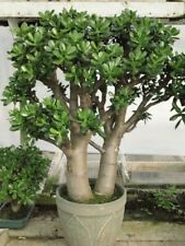 Crassula ovata jade for sale  BECCLES