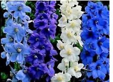 Delphinium seeds choice for sale  SWANLEY