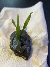 Java fern slate for sale  WALLINGTON