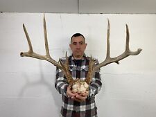 Wide 149 whitetail for sale  Delphos
