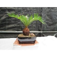 Sago palm bonsai for sale  Freeport