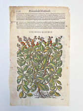 stampe botanica mattioli usato  Treviso