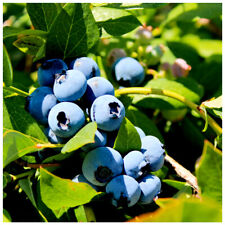 Duke blueberry vaccinium for sale  Shipping to Ireland