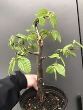 Part trained hornbeam for sale  LIVERPOOL