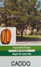 Caddo papershell pecan for sale  Ben Wheeler