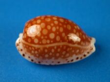 Cypraea gaskoini excellent for sale  Shipping to Ireland