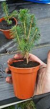 Norwegian spruce months for sale  GLENROTHES