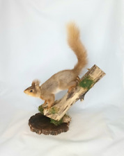 Taxidermy red squirrel. for sale  DARLINGTON