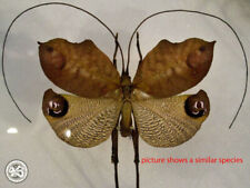 Orthoptera  OMMAPTERA species **** pair *****BRASIL(not pinned), used for sale  Shipping to South Africa