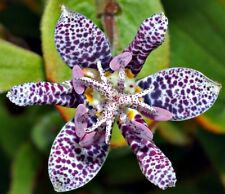 Tricyrtis japanese toad d'occasion  Expédié en Belgium