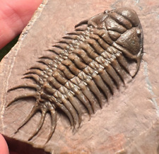 Rare trilobite crotalocephalus d'occasion  Expédié en Belgium