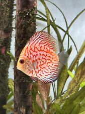 Discus red dragon for sale  SUTTON