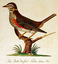 Ornithology Bechstein "THE RED THROTTLE" hand color. Copper engraving 1793 for sale  Shipping to South Africa