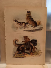 1851 cuvier gravur gebraucht kaufen  Mittelfeld