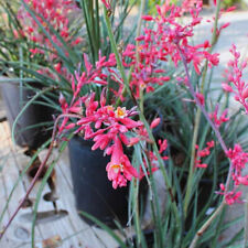 Hesperaloe parviflora rubra d'occasion  Pouzauges