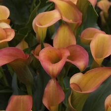 Orange calla lily for sale  Kennesaw