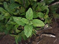 Cuttings spearmint mentha for sale  Chino Valley