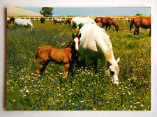 Pferde postkarte wendy gebraucht kaufen  Langen
