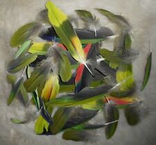 Amazon parrot feathers for sale  SHEFFIELD