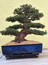 Joe bonsai solitaire for sale  Shipping to Ireland