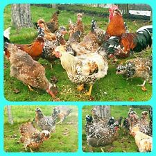 Hatching eggs purebred for sale  Shipping to Ireland