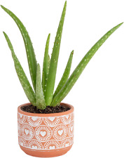 Aloe vera live for sale  Denver