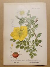 1886 ANTIK BILDER LITHOGRAPHIE KUNSTDRUCK BOTANIK BLUME FLORA NATURE DECO POSTER comprar usado  Enviando para Brazil