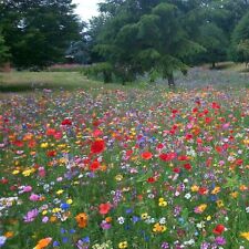 Wild flower habitat for sale  LONDON