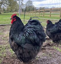 Black orpington hatching for sale  Shipping to Ireland