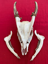 Unusual muntjac skull for sale  ALCESTER