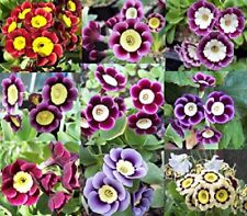 Primula auricula seeds for sale  OLDHAM