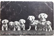 Cartão postal antigo vintage com vista para cartão e lembrança padrão animal cachorro Dachshund, usado comprar usado  Enviando para Brazil
