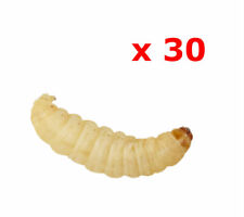 Waxworms pre pack for sale  BASILDON
